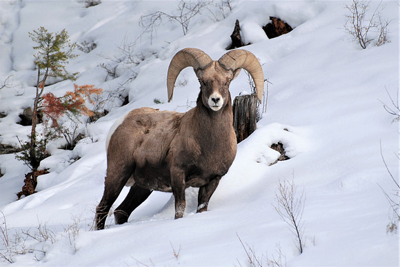 Majestic Bighorn Ram_0142