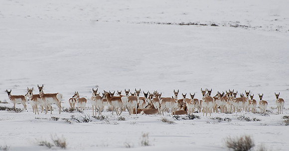 Antelope Group Shot_0102