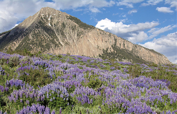Mount Crested Butte Wildflowers, CO  107_0919