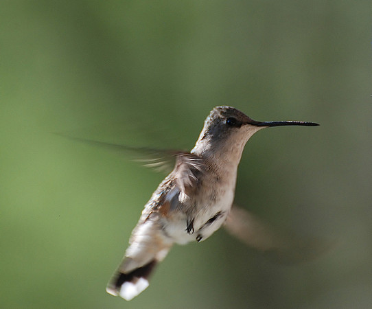 Hummingbird