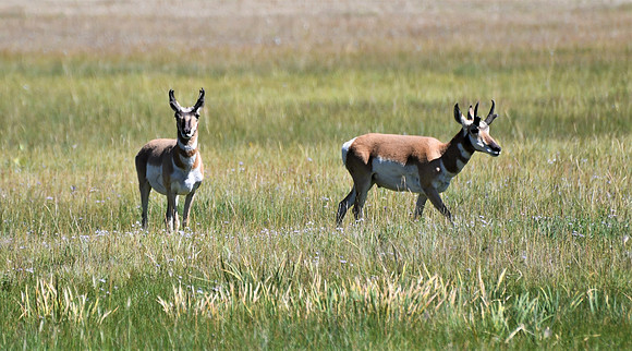 Antelope on the Range 2_5775