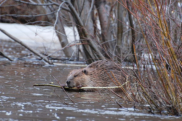 Beaver 0538
