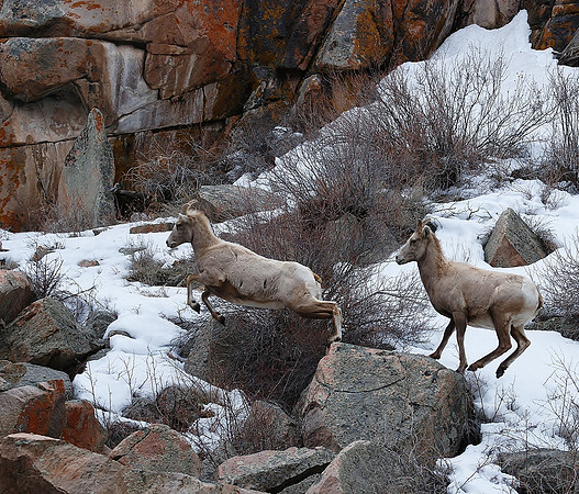 "Giant Leaps" Bighorn Ewes 4.09.19