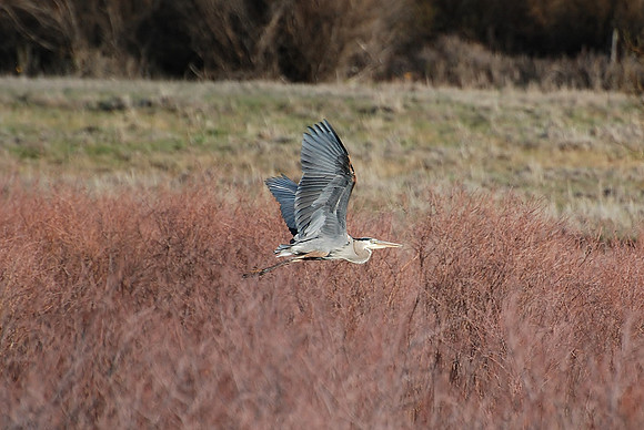 Blue Heron Flying _0010