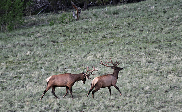 Bull Elk Sparing _1610.2