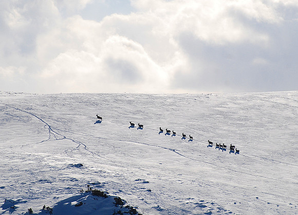 Deer ascending mountain 0019