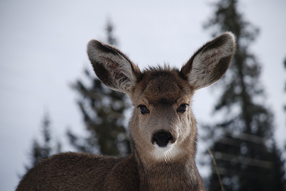Baby Doe