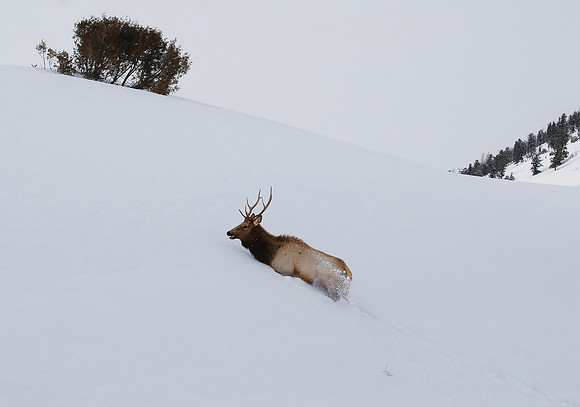 Bull Elk in Deep Snow _0056
