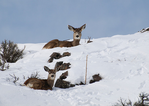 Doe with fawn 607