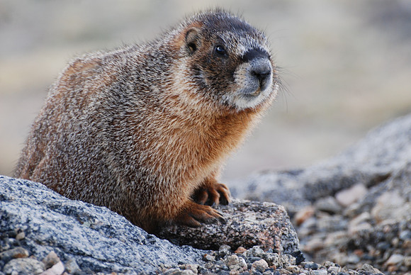 Yellow Bellied Marmot_0112