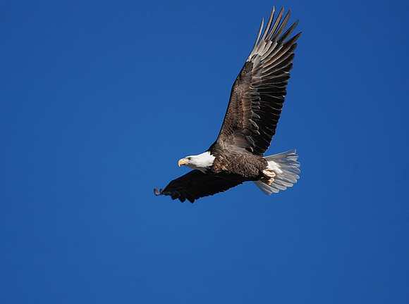 Bald Eagle Soaring _0193