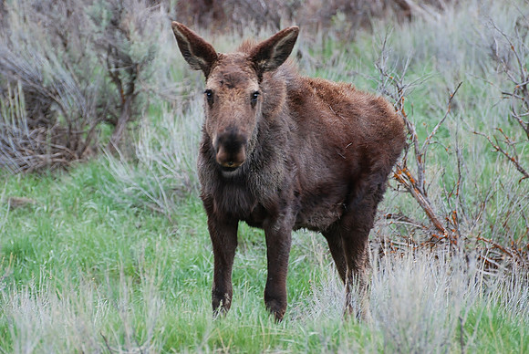 Moose Calf "Nova"_0218