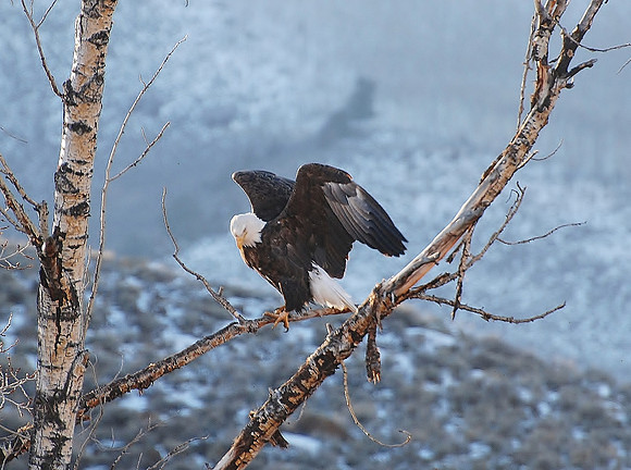 Bald Eagle_0229