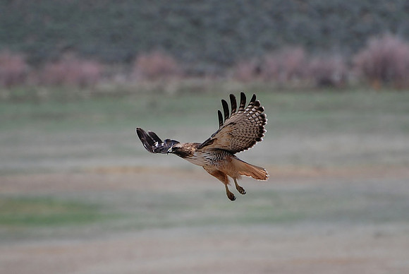 Red tailed Hawk Floating_0306