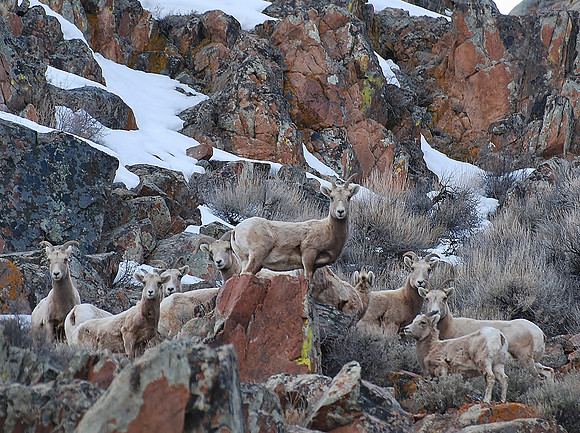 Bighorn Sheep Ewes_0309