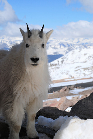 Mountain Goat Kid_0406
