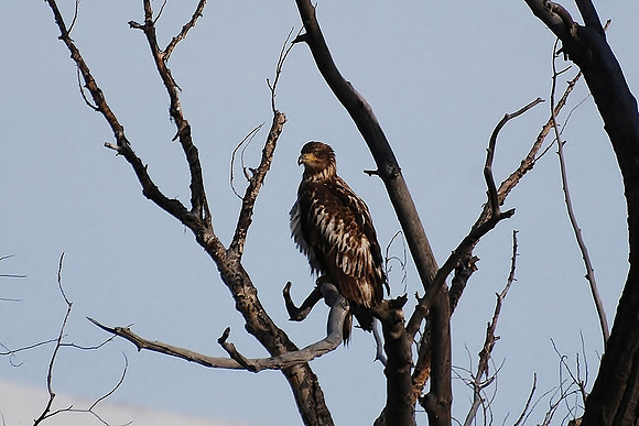 Bald Eagle Juvenile_0416