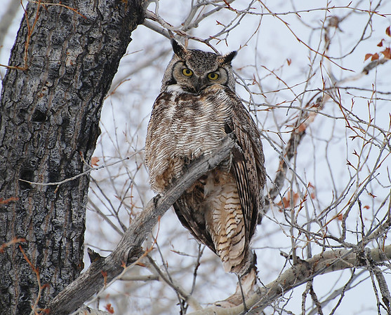 Great Horned Owl _0440