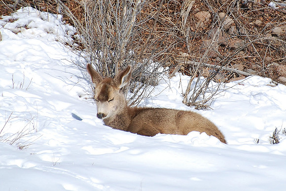 Sleeping Doe_0448