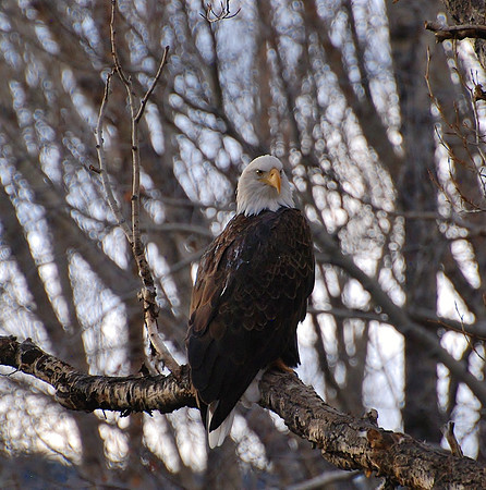 Bald Eagle on Branch _0499