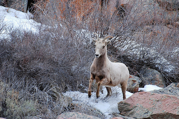 Bighorn Sheep Ewe Running_0875