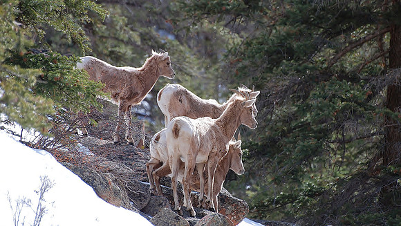 Bighorns Looking On _1132