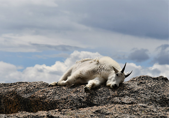 Mountain Goat Napping_3464