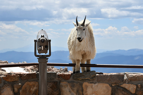 Mountain Goat, "Can You See Me Now"_8999