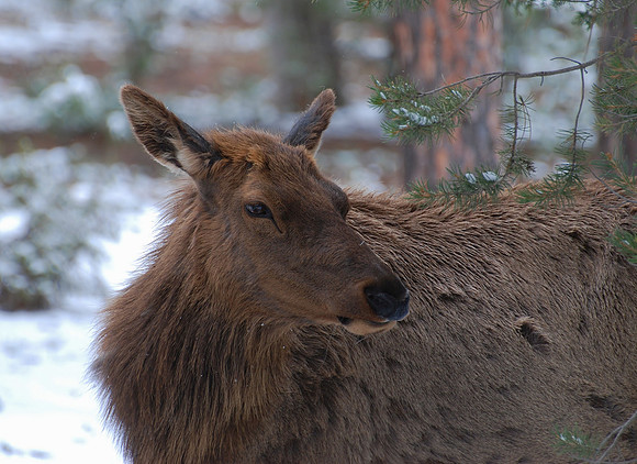Cow Elk at Grand Canyon 045