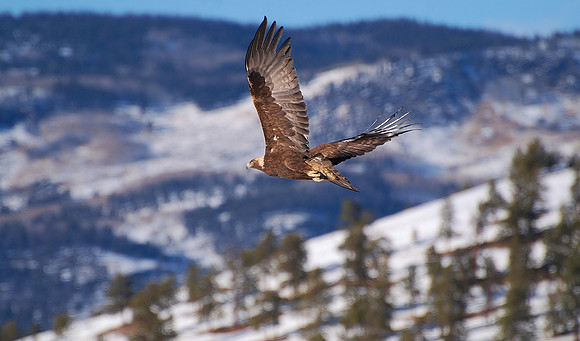 Golden Eagle Above the Tree tops_0021