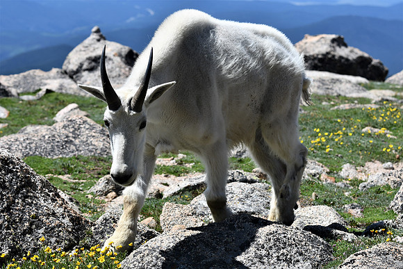 Mtn Goat Up Close _8729