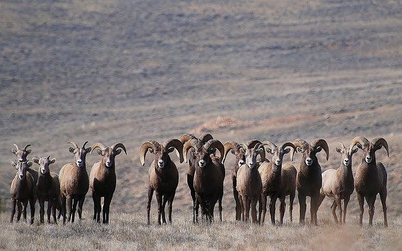 Bighorn  Sheep Lineup_0730