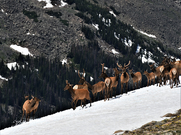 Elk Herd at Play, Rocky Mountain National Park