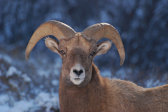 Graceful Bighorn Sheep  Ewe -0660