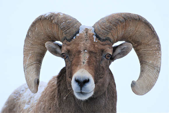 Winter Bighorn sheep RAM _0154