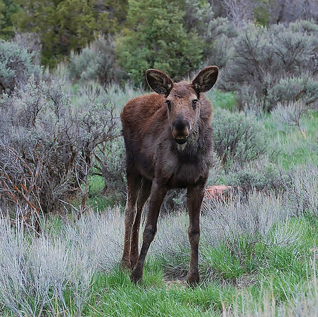 Nova Moose baby 2  _0555