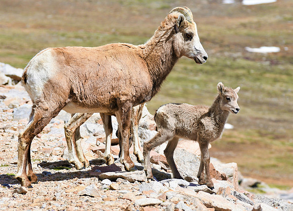 Bighorn Sheep Ewe Mom and lamb_7075