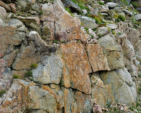 Bighorn Sheep Lamb Mount Evans _4176.
