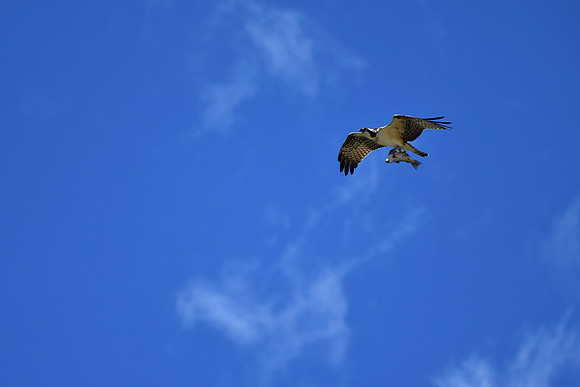 Victorious Osprey  With Fish _8707.0