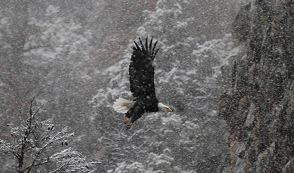 "Snow Eagle"  Bald Eagle   _0869