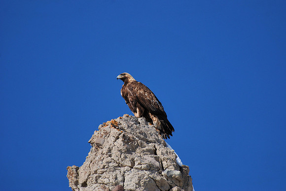 Golden Eagle Eye _0420.0