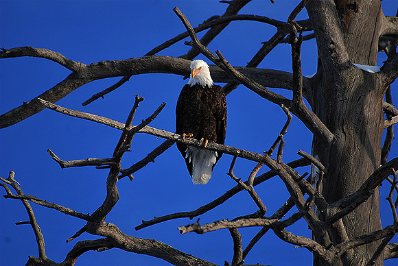 True Spirit Bald Eagle  _0433