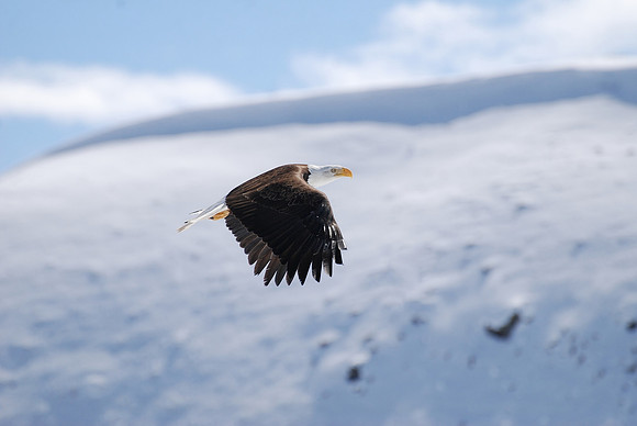 Bald Eagle _048 OVER THE TOP