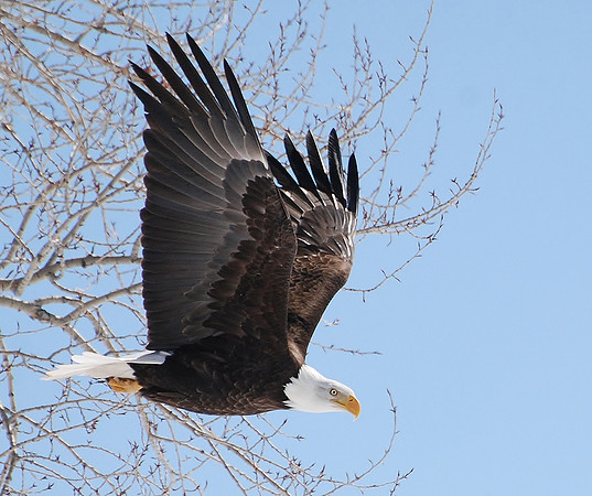 Bald Eagle, Perfection_0045