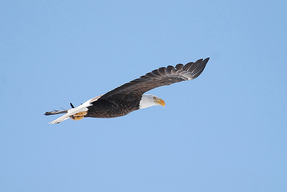 Bald Eagle, Daring _0054