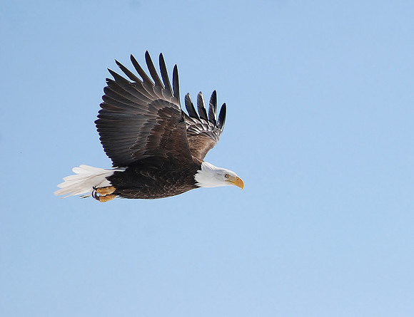 Bald Eagle, Focused _0046