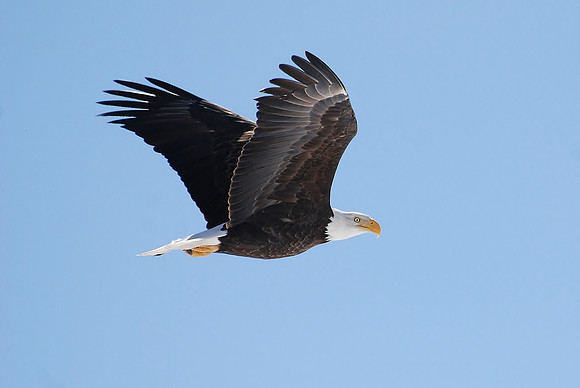 Bald Eagle, Watching_0051