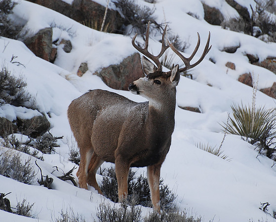 Majestic Buck _0464