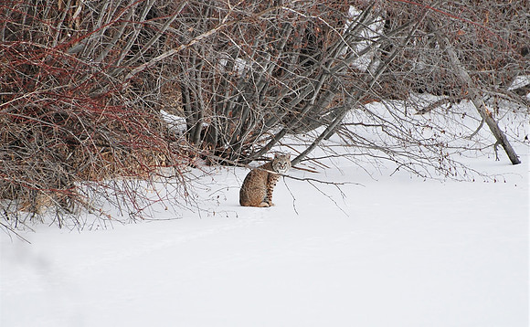 Lynx _0946