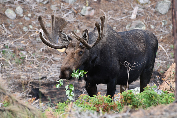 Bull Moose _3251